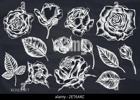 Vector set of hand drawn chalk roses Stock Vector