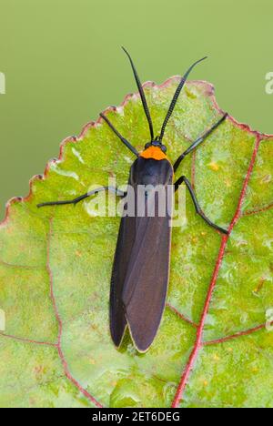 Virginia Ctenucha Moth (Ctenucha virginica), Eastern USA, by Skip Moody/Dembinsky Photo Assoc Stock Photo