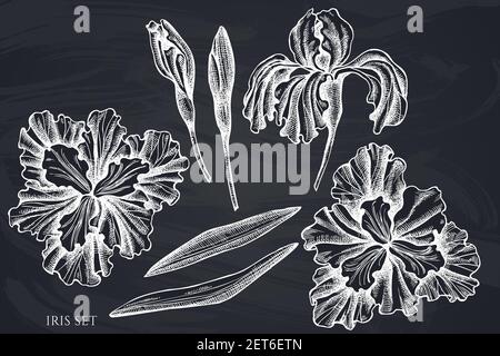 Vector set of hand drawn chalk iris Stock Vector