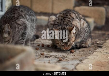 Two lonely gray striped kittens live on street and eat dry food. Abandoned mongrel cats survive in harsh conditions in nature. Stock Photo