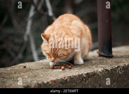 Striped street ginger cat eats dry food. Abandoned animal lives on street and looks for food. Alone red kitten. Stock Photo