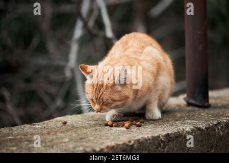 Striped street ginger cat eats dry food. Abandoned animal lives on street and looks for food. Alone red kitten. Stock Photo