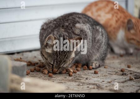 Two lonely gray and red striped kittens live on street and eat dry food. Abandoned mongrel cats survive in harsh conditions in nature. Stock Photo