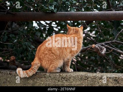 Portrait of lonely red striped street cat with hard fate rear view. Beautiful red haired young kitten sits and poses in nature. Stock Photo