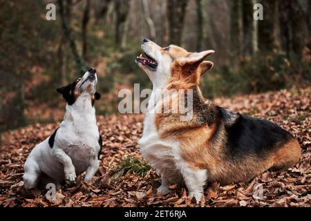 Black and white smooth haired Jack Russell Terrier and charming young Welsh corgi Pembroke tricolor color sit in autumn forest for walk. Two English b Stock Photo