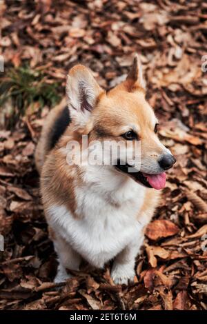 Pembroke Tricolor Welsh Corgi sits in woods in autumn yellow leaves and smiles. Charming little English Shepherd dog. Walking with dog in fresh air in Stock Photo