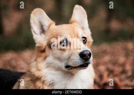 Close up portrait of charming Pembroke Welsh corgi. Walk with dog in nature in fresh air in forest. English Shepherd dog breed is smallest in world. Stock Photo