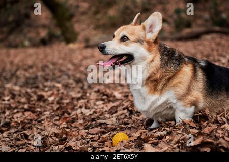 Pembroke tricolor Welsh corgi sits in woods in yellow dry autumn leaves next to rubber dog ball and smiles broadly. Charming little English Shepherd w Stock Photo