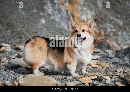 Welsh Corgi Pembroke tricolor on beach, side view in stand. Charming little short legged British Shepherd. Popular breed of dog is corgi. Stock Photo