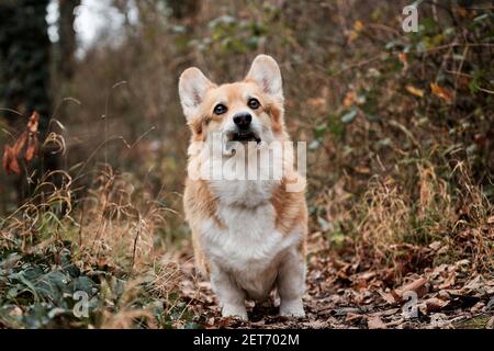 Welsh corgi Pembroke tricolor stands in autumn forest and carefully looks ahead with grimace. Charming little shepherd British popular dog breed. Stock Photo