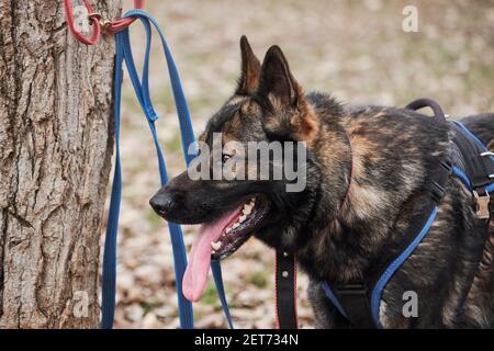 German shepherd hot sale classes