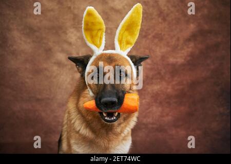 Portrait of German shepherd on studio brown background with yellow and white plush rabbit ears. Creative Easter bunny dog with carrot in teeth sits wa Stock Photo