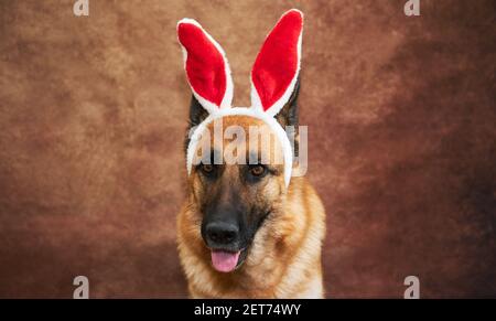 Portrait of German shepherd on studio brown background with red and white plush rabbit ears. Creative Easter bunny dog. Stock Photo