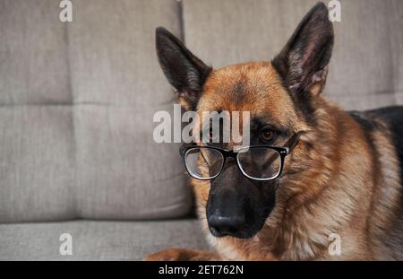 German shepherd with glasses. Portrait of smart funny intelligent educated dog with thick lenses on eyes. Stock Photo