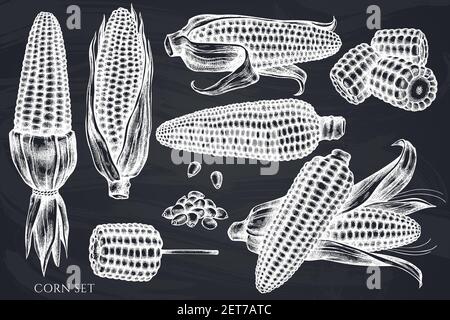 Vector set of hand drawn chalk corn Stock Vector