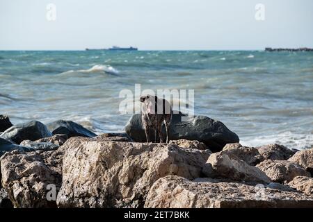 Beautiful young brown shorthaired pointer stands on large stone against sea and posing. Charming German hunting dog breed with drooping ears walks in Stock Photo