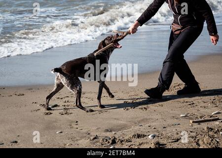 Human plays with dog in stick on beach. Charming brown shorthaired pointer with white spots on chest. German cop is short haired hunting dog breed. Stock Photo