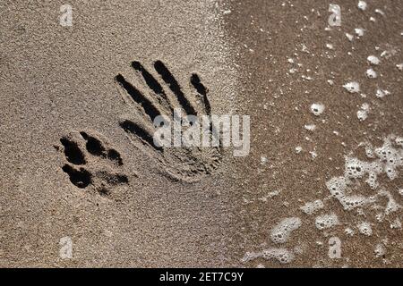 The imprint of a human hand and a dog's paw on the sandy beach. Dog man's best friends are always around. A footprint in the sand. Stock Photo