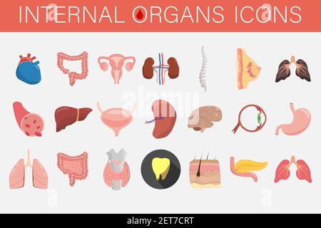 Set of icons of internal organs and parts of man. Stock Vector