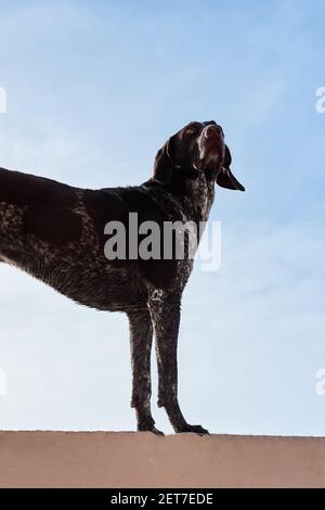 Beautiful elegant elegant shorthaired pointer is on background of blue sky in standing and posing. Hunting German breed of dog with smooth spotted coa