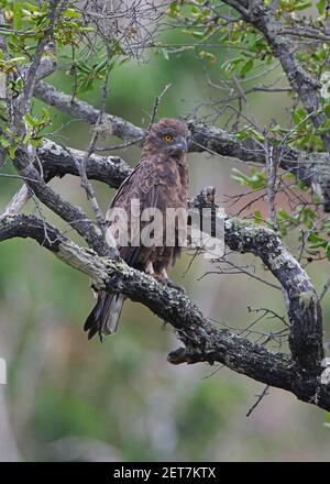 Brown Snake-eagle (Circaetus cinereus) adult perched in tree  Mwaluganje Elephant Reserve, Kenya      November Stock Photo