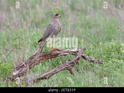 Eastern Chanting-goshawk (Melierax poliopterus) adult perched on fallen tree Tsavo West NP, Kenya          November Stock Photo