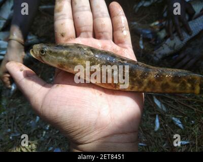 freshly harvested channa fish in hand snakehead fish in hand Stock Photo