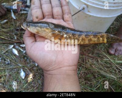 freshly harvested channa fish in hand snakehead fish in hand Stock Photo