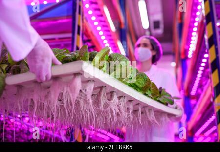 Workers with face mask on aquaponic farm, sustainable business and coronavirus. Stock Photo