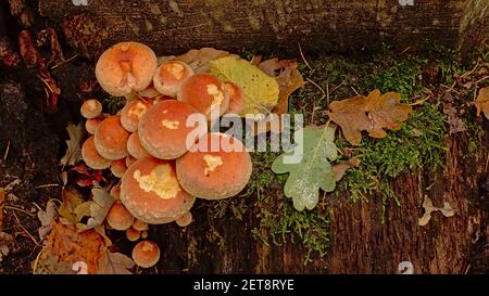 brick cap mushrooms growing on a cut tree trunk on the forest foor - Hypholoma lateritium Stock Photo