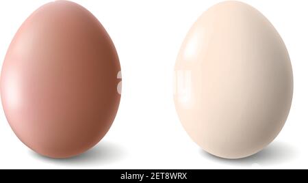 Big realistic chicken eggs with shadow on white background - Vector illustration Stock Vector