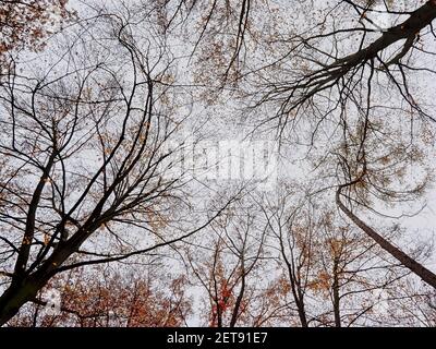 Autumn beech tree tops on a grey sky background Stock Photo