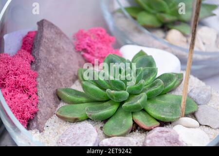 Succulent arrangement in a glass vase or terrarium, green echeveria and pink moss, closse up Stock Photo