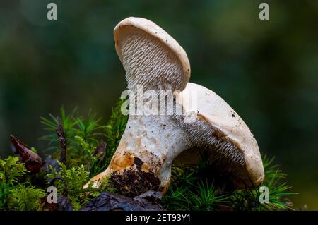 A fruiting body of wood hedgehog fungus (Hydnum repandum) growing amongst moss on the woodland floor in the New Forest, Hampshire. October. Stock Photo