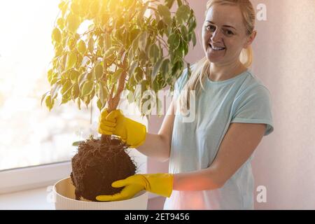 blonde woman in yellow hold a houseplant for transplant. Stock Photo