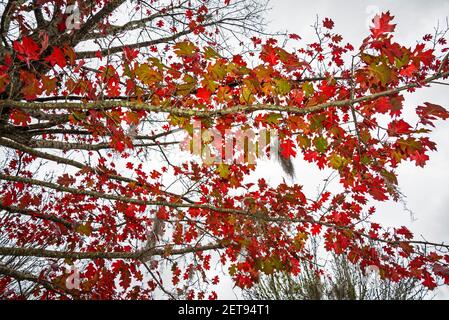 Red colored fall leaves of the Scarlet Oak tree, Quercus coccinea, in North Florida. Stock Photo