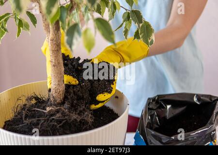 female hands in yellow gloves transplant a houseplant into a large pot. Stock Photo