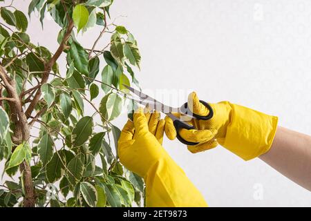 female hands in yellow gloves prune houseplant Stock Photo