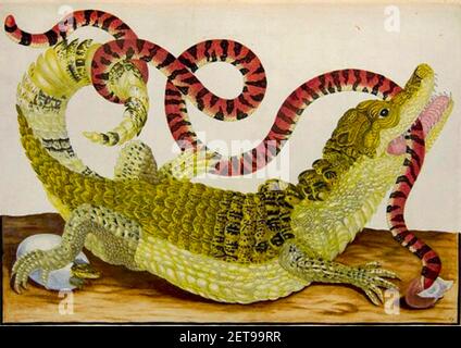 Dwarf Caiman and False Coral Snake from The Insects of Suriname by Maria Sibylla Merian. Artist possibly Dorothea Graff. Stock Photo