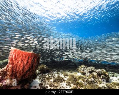 Bait Ball School Fish Turquoise Water Coral Reef Caribbean Sea — Stock  Photo © NaturePicsFilms #414324196