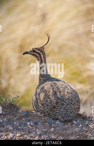 Crested tinamou, Lihue Calel National Park, La Pampa province, Patagonia, Argentina. Stock Photo