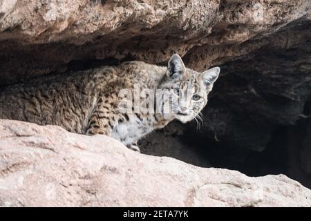 A Bobcat, Lynx rufus, in the Arizona Sonoran Desert Museum.  Native to the United States, Canada, and Mexico. Stock Photo