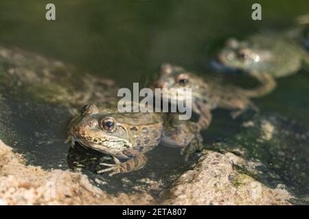 Lowland Leopard Frogs, Lithobates yavapaiensis, in the Arizona Sonoran Desert Museum. Stock Photo