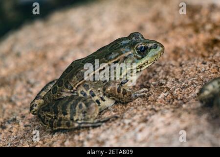 A Lowland Leopard Frog, Lithobates yavapaiensis, in the Arizona Sonoran Desert Museum. Stock Photo