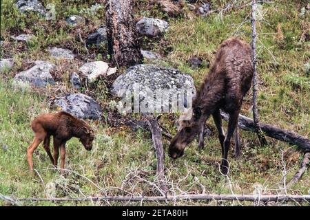 A moose cow and her young calf in Yellowstone National Park in Wyoming, USA. Stock Photo