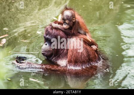 A baby Bornean Orangutan, Pongo Pygmaeus, rides on its mother's back as she wades in a pool in the Singapore Zoo. Stock Photo