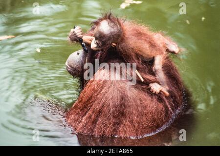 A baby Bornean Orangutan, Pongo Pygmaeus, rides on its mother's back as she wades in a pool in the Singapore Zoo. Stock Photo