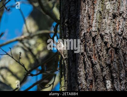 Eurasian Tree-Creeper (Certhia familiaris) Stock Photo
