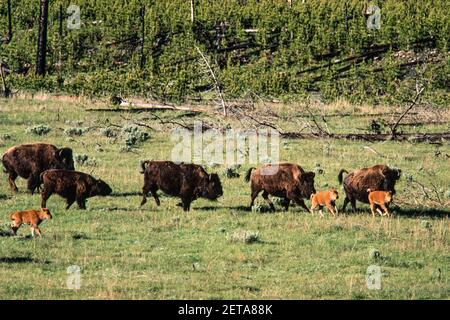 A herd of bison with young calves stampedes across a meadow in Yellowstone National Park in Wyoming, USA. Stock Photo