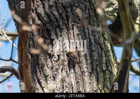 Eurasian Tree-Creeper (Certhia familiaris) Stock Photo